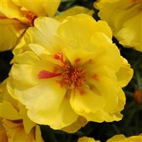 Happy Hour™ Lemon Portulaca