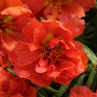 Happy Hour™ Orange Portulaca