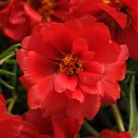 Happy Hour™ Deep Red Portulaca