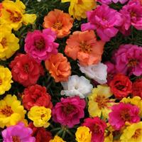 Happy Hour™ Mixture Portulaca