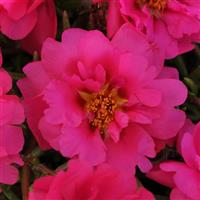 Happy Trails™ Fuchsia Portulaca