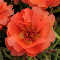 Happy Trails™ Orange Portulaca