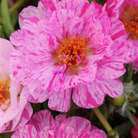 Happy Trails™ Peppermint Portulaca