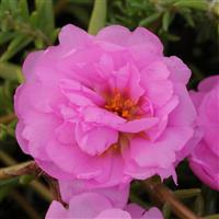 Happy Trails™ Pink Portulaca