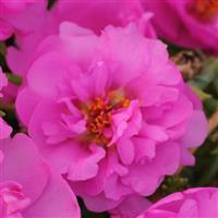 Happy Trails™ Rosita Portulaca