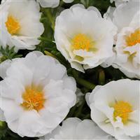 Happy Trails™ White Portulaca