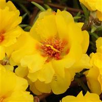 Happy Trails™ Yellow Portulaca