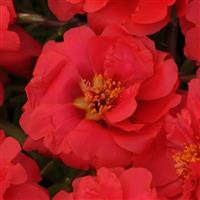 Happy Trails™ Deep Red Portulaca