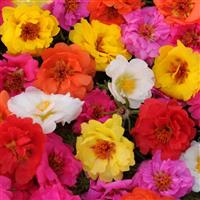 Happy Trails™ Mixture Portulaca