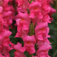 Potomac™ Cherry Rose Snapdragon