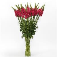 Potomac™ Cherry Rose Snapdragon