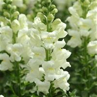 Potomac™ Ivory White Snapdragon