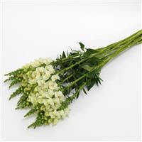 Potomac™ Ivory White Snapdragon