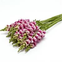 Potomac™ Plumblossom Snapdragon