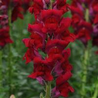 Potomac™ Red Snapdragon