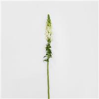 Potomac™ White Snapdragon