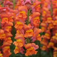 Potomac™ Dark Orange Snapdragon