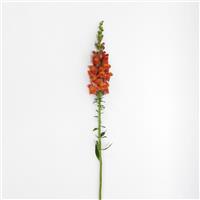 Potomac™ Dark Orange Snapdragon