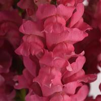 Potomac™ Dark Pink Snapdragon