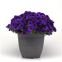 E3 Easy Wave<sup>®</sup> Blue Spreading Petunia