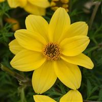 Namid™ Compact Yellow Bidens