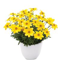 Namid™ Compact Yellow Bidens