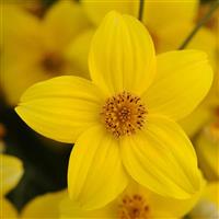 Namid™ Early Yellow Bidens