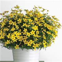 Namid™ Early Yellow Bidens