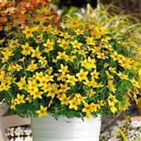 Namid™ Special Yellow Bidens