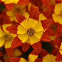 Namid™ Red+Yellow Eye Bidens