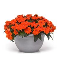 ColorPower™ Orange New Guinea Impatiens