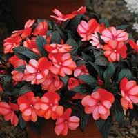 ColorPower™ Orange Flame New Guinea Impatiens