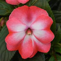 ColorPower™ Peach Frost New Guinea Impatiens