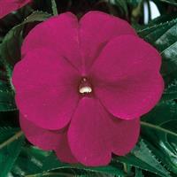 ColorPower™ Purple Blue New Guinea Impatiens