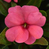 ColorPower™ Rose New Guinea Impatiens