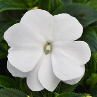 ColorPower™ White New Guinea Impatiens