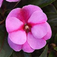 ColorPower™ Lavender Flame New Guinea Impatiens