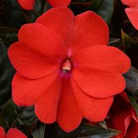 ColorPower™ Dark Red New Guinea Impatiens