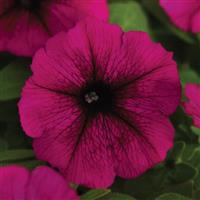 Starlet™ Burgundy Petunia