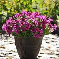 Starlet™ Burgundy Petunia