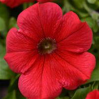 Starlet™ Red Petunia