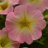 Starlet™ Pink Lemonade Petunia