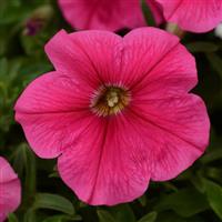 Starlet™ Dark Pink Petunia