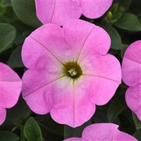 Starlet™ Light Pink Petunia