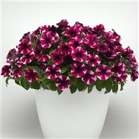 Starlet™ Magenta Star Petunia