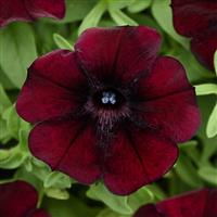 Starlet™ Pinot Red Petunia