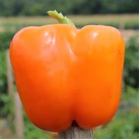 Sweet Canyon Orange Pepper