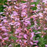 Agastache Pinky Pie