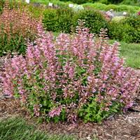 Agastache Pinky Pie