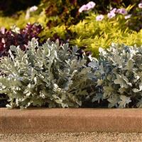 Centaurea ragusina Silver Swirl